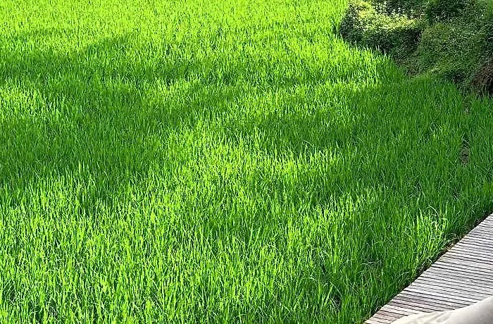 ホテル Umah Tirta